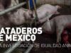 Tortura en MATADEROS de México