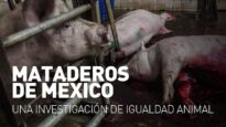 Tortura en MATADEROS de México