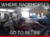 Where Racehorses Go To Retire