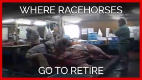 Where Racehorses Go To Retire