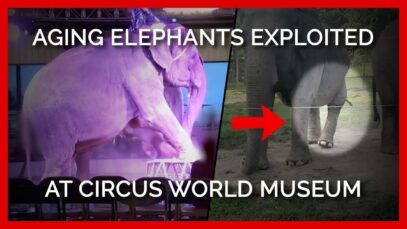 Aging Elephants Isa and Viola Exploited at Circus World Museum