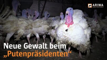 Alltägliche Gewalt bei Europas größtem Putenerzeuger