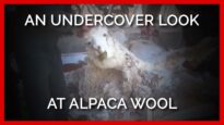 An Undercover Look at Wool: Workers Tie Up and Cut Alpacas, Making them Vomit