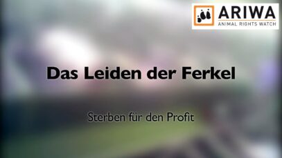 ARIWA – Das Leiden der Ferkel