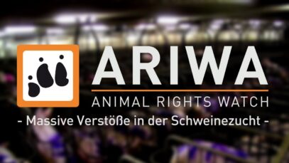 ARIWA – Massive Verstöße in der Schweinezucht