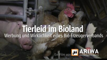ARIWA – Tierleid im Bioland / Werbung & Wirklichkeit eines Bio-Erzeugerverbands