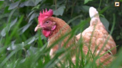 Besuch bei Karen Duve & Biohuhn Rudi