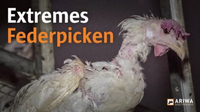 Blutig, eitrig, kahlgerupft: „Legehennen“ im Vorzeigestall