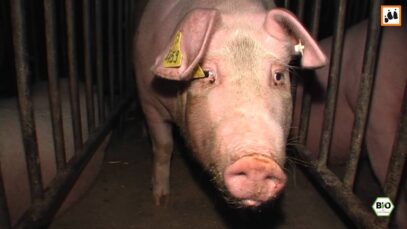 Das Leben der Bioschweine