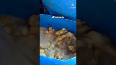 Did Your Breakfast Kill These Baby Birds?