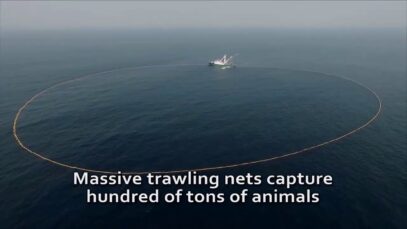 Ein neuer Blick auf Fische