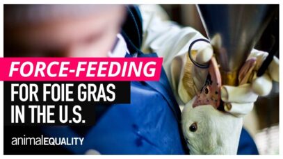 Foie Gras: The CRUELEST Food On Earth? Why Force-Feeding Must End