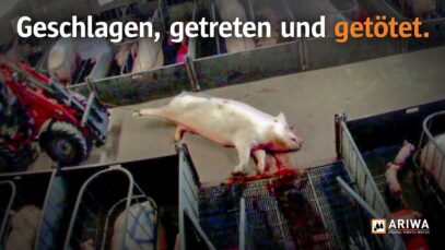 Geschlagen, getreten, getötet – So leiden Schweine in Deutschland