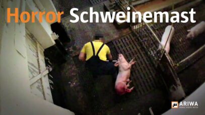 Horror Schweinemast – Wie Jahr für Jahr Millionen Tiere brutal entsorgt werden