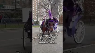 Horse carriages MUST be banned! #shorts