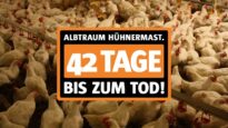 Hühnerleben in Deutschland: das neue Video „42 Tage bis zum Tod“