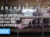 iAnimal – La vida de los cerdos en realidad virtual presentada por Marco Antonio Regil