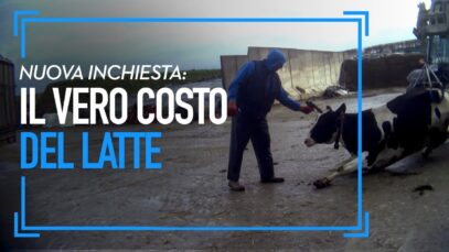 Il vero costo del latte: crudeltà su mucche e vitelli in un'allevamento del Regno Unito