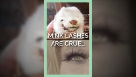 In Case You Didn’t Know, Mink Eyelashes Are Made of Fur