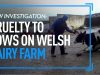 Investigation: Cruelty To Cows On Welsh Dairy Farm | The True Cost Of Milk