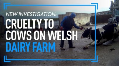 Investigation: Cruelty To Cows On Welsh Dairy Farm | The True Cost Of Milk
