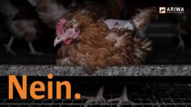Kommen Bio-Eier von glücklichen Hühnern?