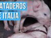 Maltrato animal en GRANJAS Y MATADEROS DE CERDOS en Italia