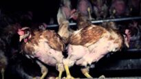 Maltrato en granja que suministra al mayor productor de huevos de Alemania
