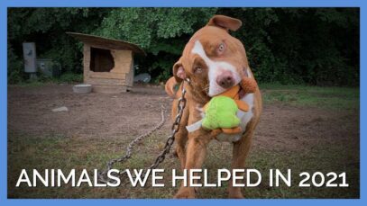 Meet Some of the Dogs, Cats, Chickens, and More We Helped in 2021
