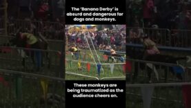 Monkeys Strapped to Dogs and Forced to Race
