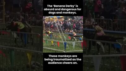 Monkeys Strapped to Dogs and Forced to Race