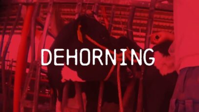 New Investigation Exposes One of the Cruelest Dairy-Industry Practices