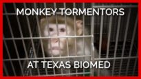 No Federal Money for Monkey Tormentors at Texas Biomed