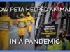 PETA Rises Above Every Obstacle to Help Animals—Including a Pandemic!