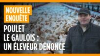 Poulets Le Gaulois : un éleveur dénonce