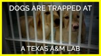 Release Dogs from TAMU’s Lab!