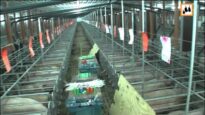Schweinezuchtanlagen eines Agrar-Großinvestors in Ostdeutschland