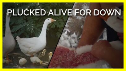 Sensitive Geese Plucked Alive & Killed for Down Jackets