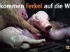 So kommen Ferkel auf die Welt