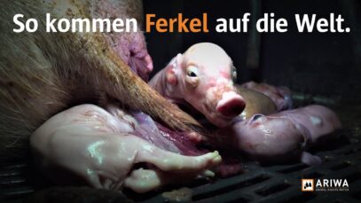 So kommen Ferkel auf die Welt