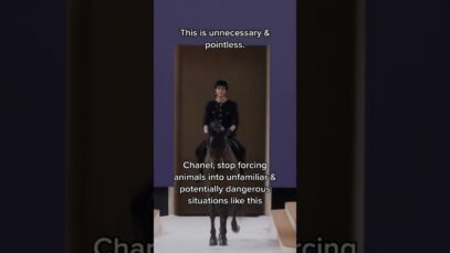 Tell Chanel that it is NOT chic, it’s animal exploitation #shorts