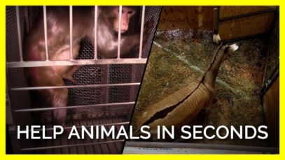 These Animals URGENTLY Need Your Help