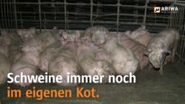 Trotz Eingreifen der Behörden: Schweine leiden weiter