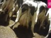 Uitgemolken kreupele en gewonde koeien |  Undercover in een melkveebedrijf | Animal Rights