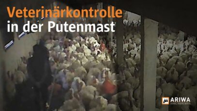 Veterinärkontrolle in der Putenmast
