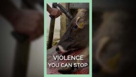 Violence You Can Stop