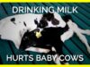 When You Drink Milk You’re Hurting Baby Cows
