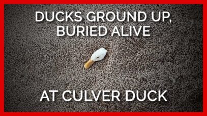 Whistleblower Says Live Ducks Ground Up, Buried Alive at Culver Duck