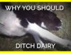 Why You Should Stop Eating & Drinking Dairy