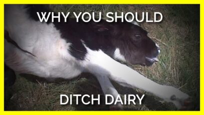 Why You Should Stop Eating & Drinking Dairy